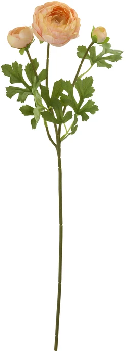 Ranunkel, Konstväxt, H 52 cm