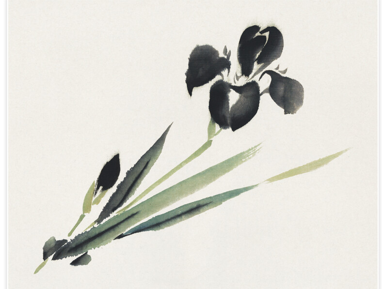 Aesthetic iris - Poster