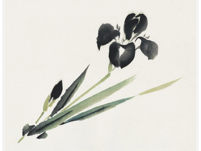 Aesthetic iris, Poster