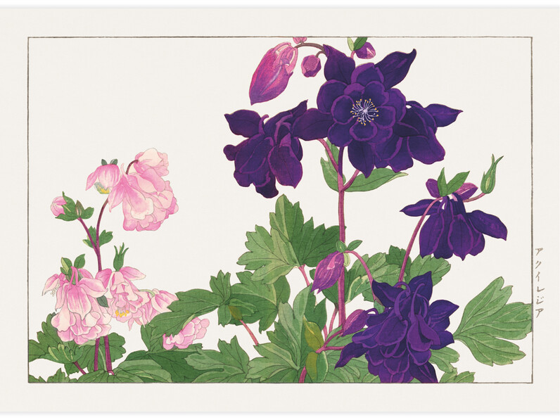 Aquilegia flower - Poster