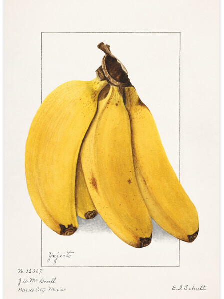 Bananas (Musa) - Poster