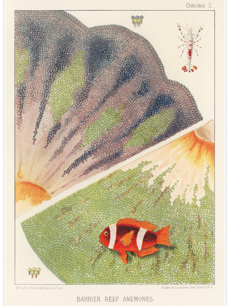 Barrier Reef Anemones No.2 - Poster