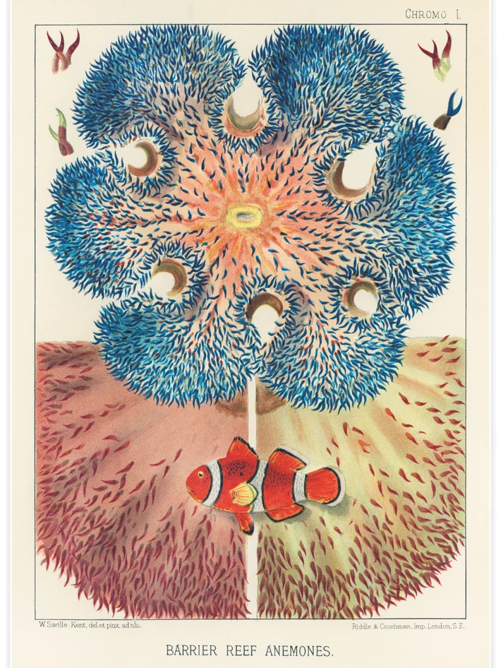 Barrier Reef Anemones - Poster