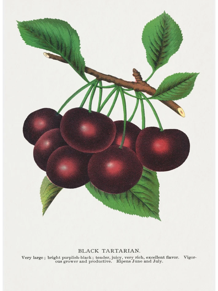 Black Tartarian - Poster