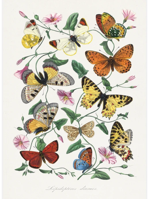 Butterfly and moth painting, Poster