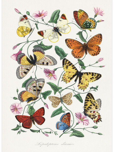Butterfly and moth painting - Poster