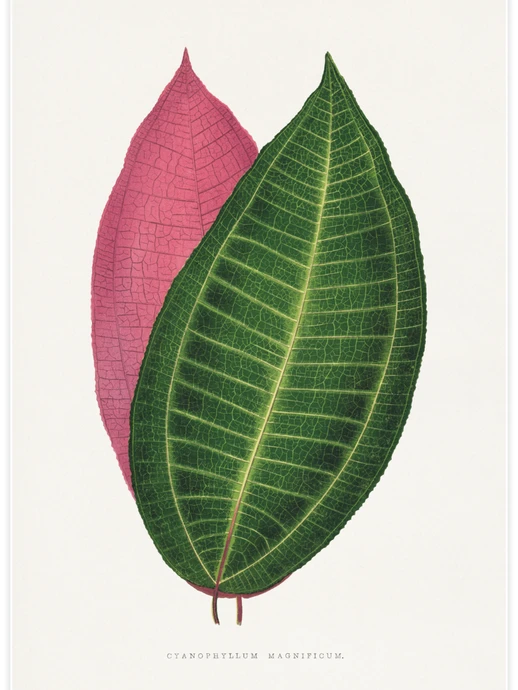 Calophyllum Inophyllum, Poster