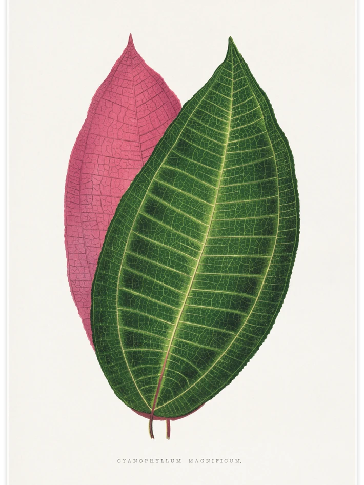 Calophyllum Inophyllum - Poster