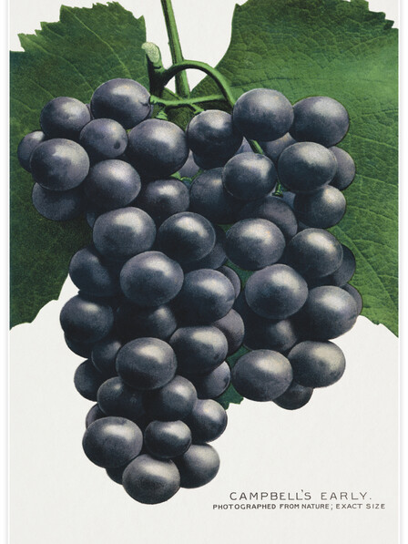 Campbell's Early grape - Poster