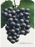 Campbell's Early grape - Poster