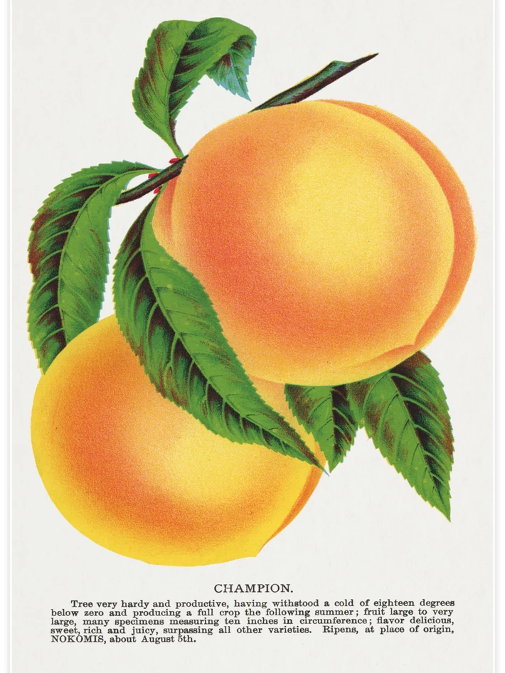 Champion - Poster