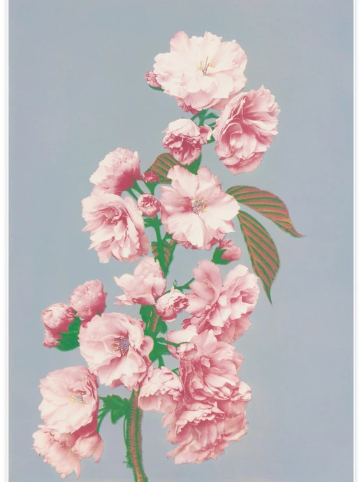 Cherry Blossom, Poster