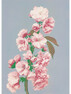 Cherry Blossom - Poster