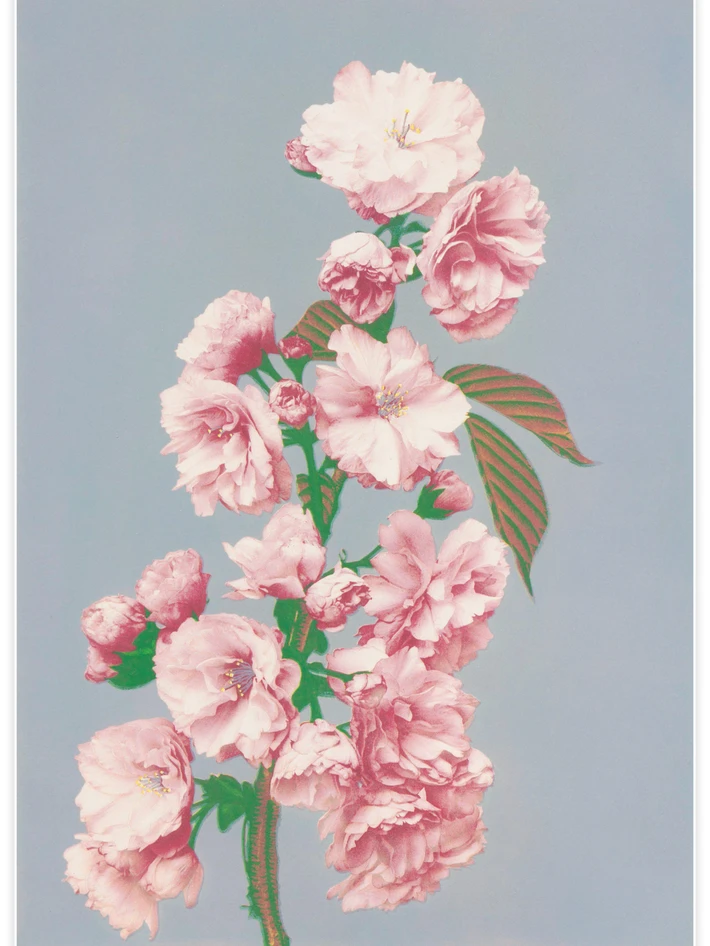 Cherry Blossom - Poster