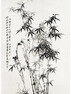 Chinese bamboo - Poster
