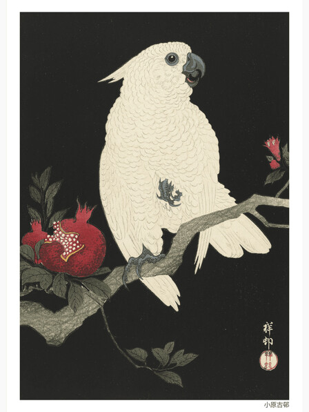 Cockatoo and pomegranate - Poster