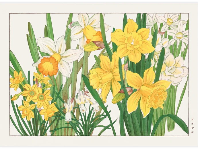Daffodil flower, Poster