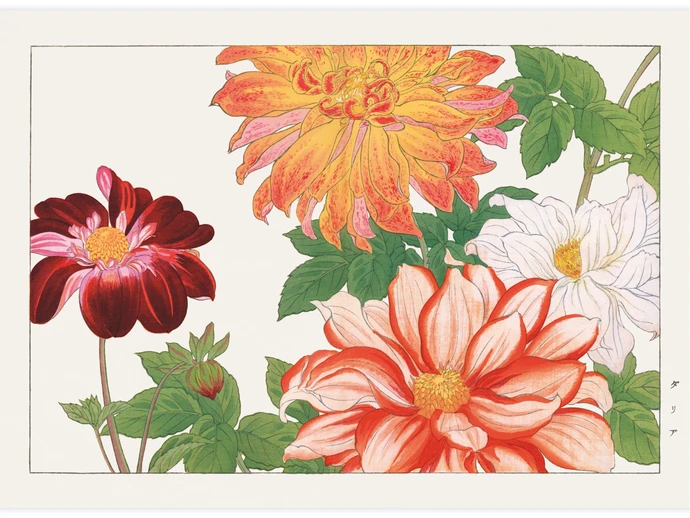 Dahlia flower, Poster