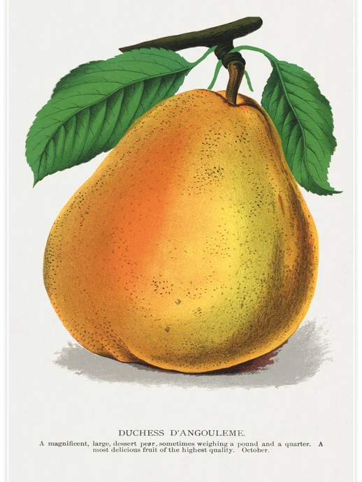 Duchess D’Angouleme Pear, Poster