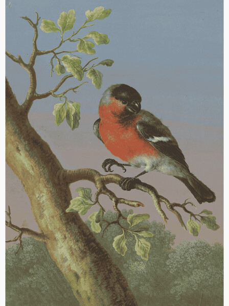 Eurasian Bullfinch - Poster