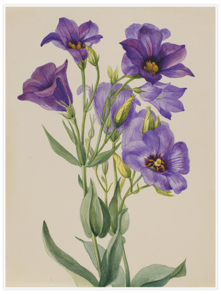 Eustoma russelianum - Poster
