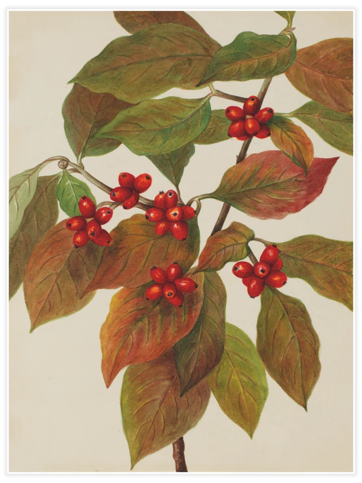 Flowering Dogwood (Cornus florida) - Poster