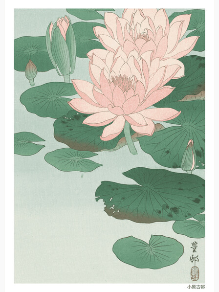 Flowering Water Lily - Poster
