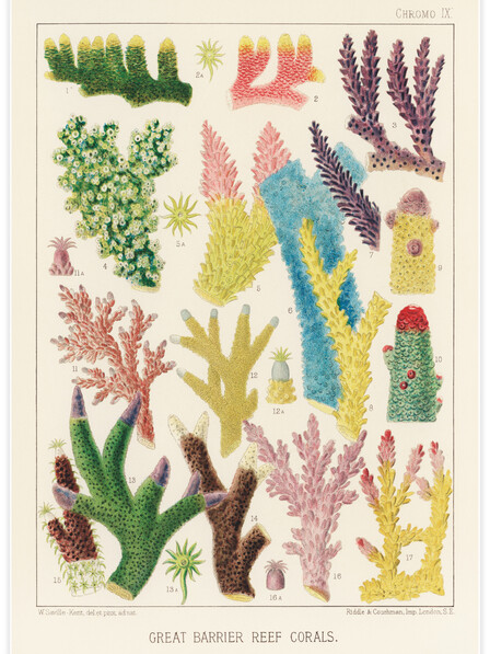 Great Barrier Reef Corals No.3 - Poster