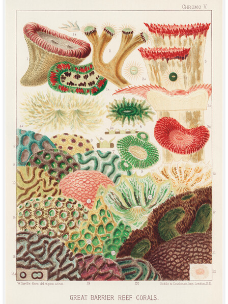 Great Barrier Reef Corals - Poster