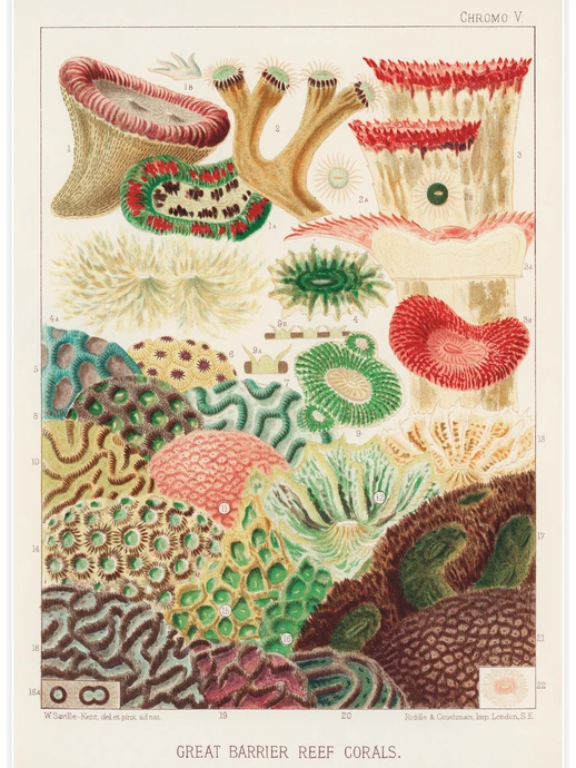 Great Barrier Reef Corals, Poster