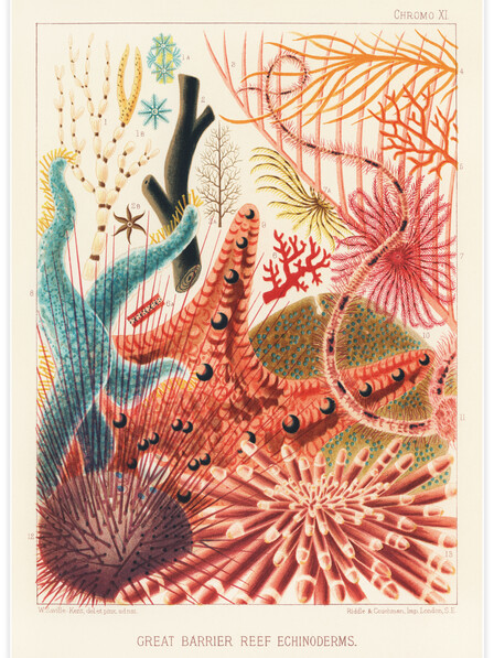 Great Barrier Reef Echinoderms - Poster