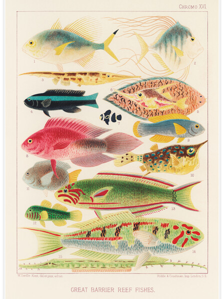 Great Barrier Reef Fishes No.2 - Poster