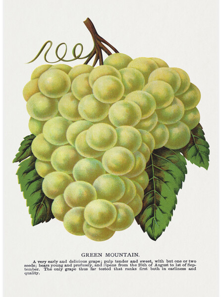 Green Mountain Grape - Poster