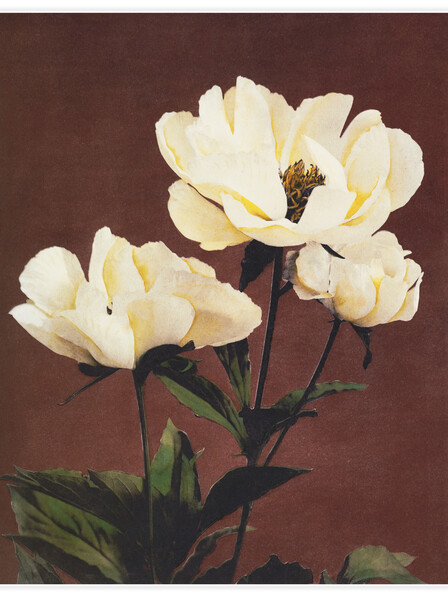 Hærdaceous Peony No.1 - Poster