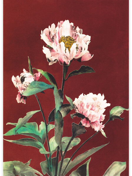 Hærdaceous Peony No.2 - Poster