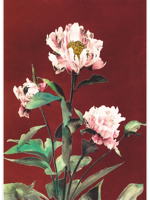 Hærdaceous Peony No.2, Poster