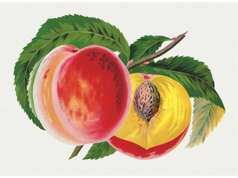 Hale's Hardy Peach - Poster