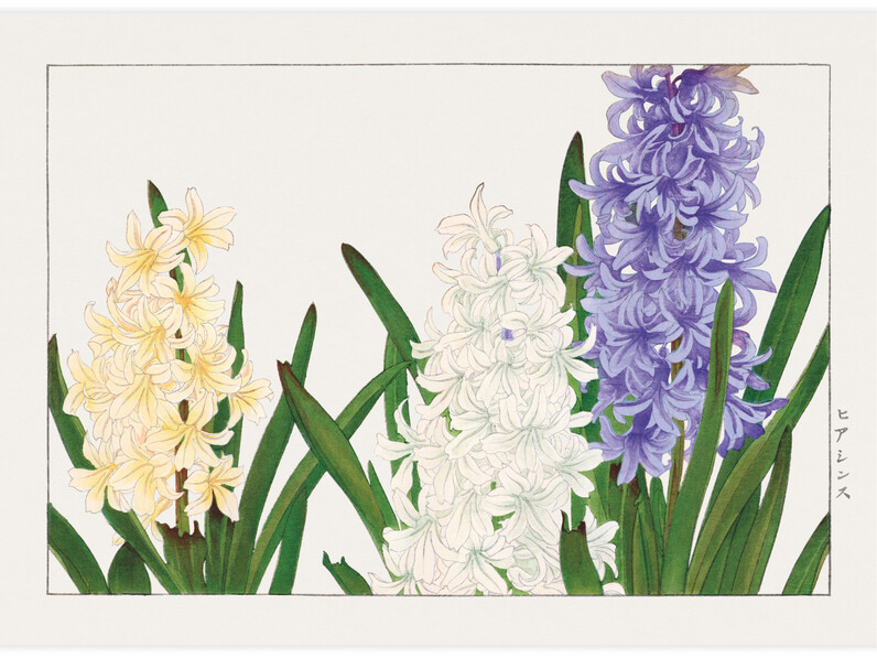 Hyacinth flower - Poster