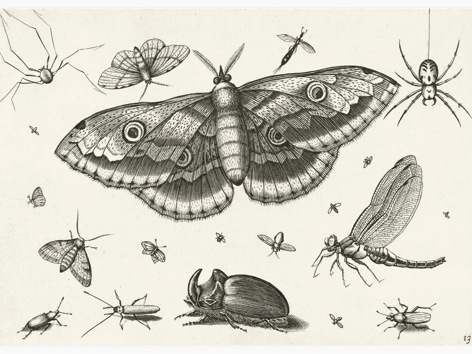 Insecten - Poster