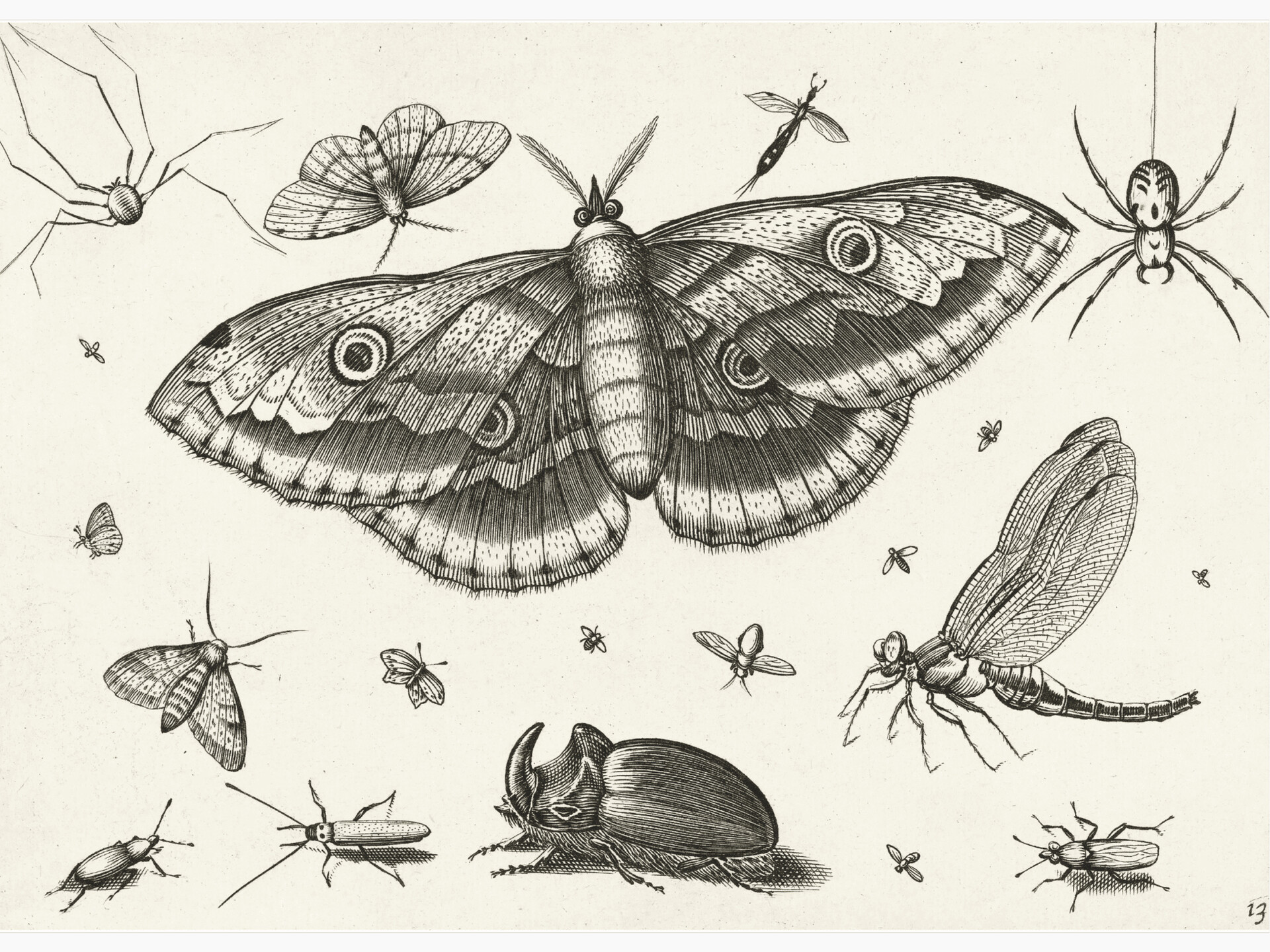My Topic Insecten Insecten Poster | Mio