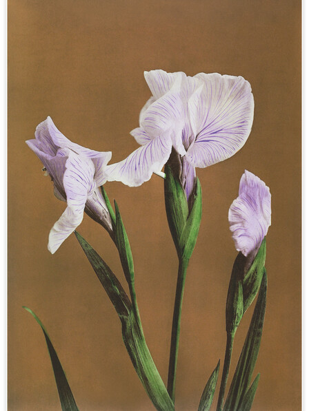 Iris Kæmpferi - Poster