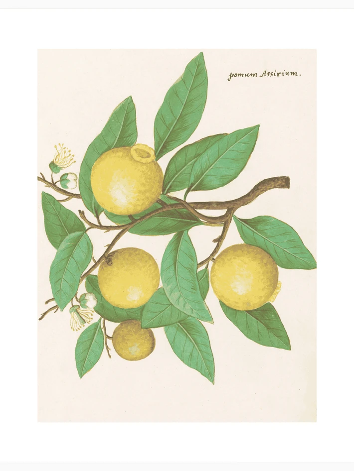 Lemon - Poster