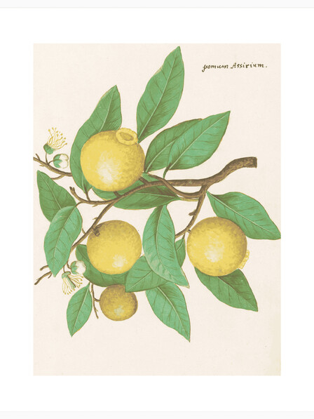 Lemon - Poster