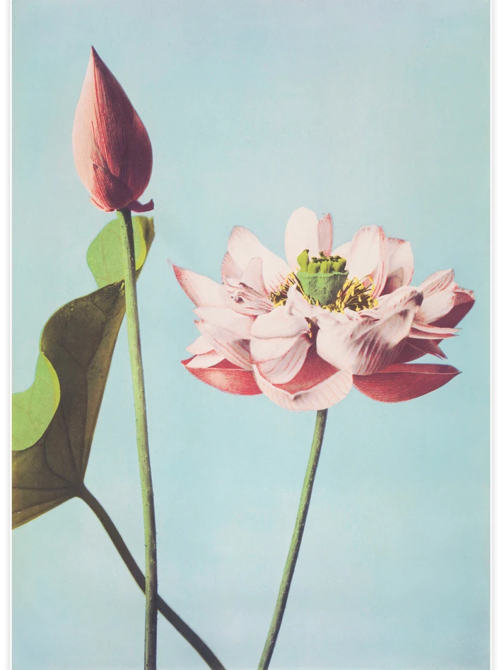 Lotus Flowers - Poster