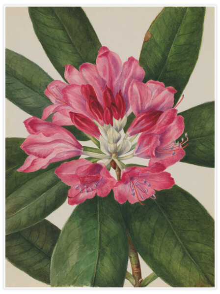 Mountain Rose-Bay (Rhododendron) - Poster