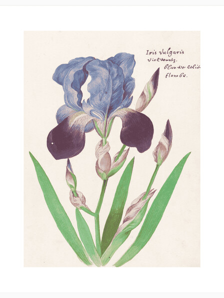 Paarse Iris - Poster
