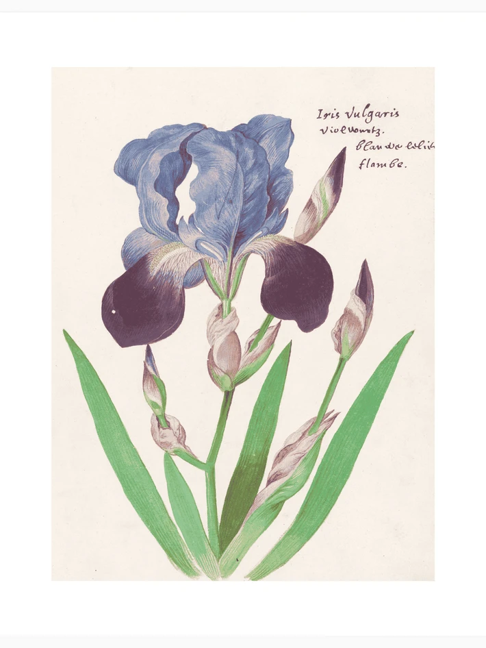 Paarse Iris - Poster