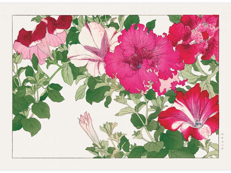 Petunia flower - Poster