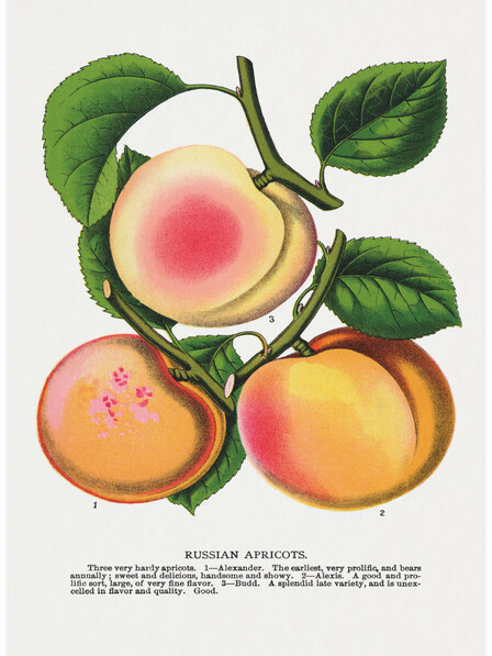 Russian Apricots - Poster