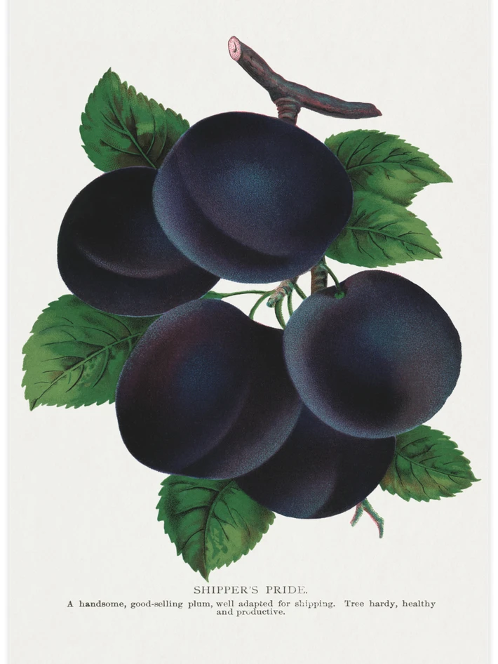 Shippers Pride Plum - Poster